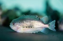 A juvenile lumpfish sits at the bottom of a tank.